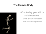 The Human Body