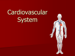 Cardiovascular System