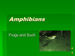 Amphibians