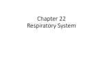 Chapter 22 Respiratory System