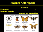 Largest phylum on earth Examples: spiders, ticks