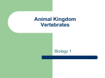 Animal Kingdom Vertebrates