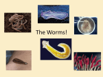 The Worms! - Conackamack Middle School