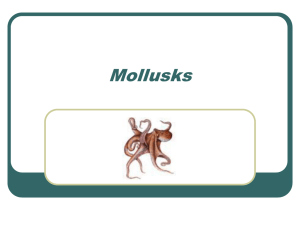 Mollusks