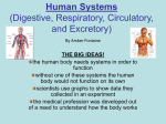 Human Systems (Digestive, Respiratory, Circulatory, and