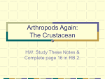 Arthropods Again: The Crustacean