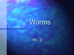 Worms and Mollusks