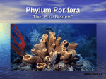 Phylum Porifera