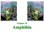 Amphibians PowerPoint