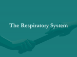 The Respiratory System