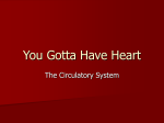 Circulatory System