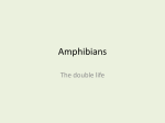 Amphibians