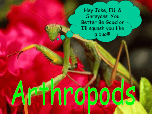 Arthropod Notes - Solon City Schools