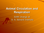 Circulation and Respiration
