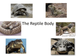 The Reptile Body