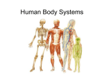 Human Body Systems