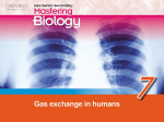 Human breathing system