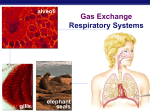 Gas Exchange print ppt