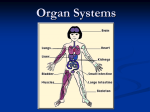 Organ Systems - BEHS Science