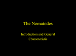 The Nematodes