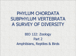 phylum chordata a survey of its diversity - Newberry