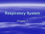 Respiratory System (1), ppt