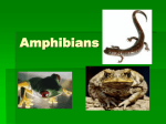 Origin of Amphibians