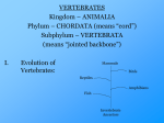 28-Vertebrates and Fish