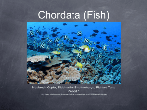 Chordata (Fish)