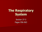 The Respiratory System - Leuzinger High School