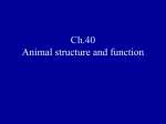 PowerPoint Presentation - Ch.40 Animal structure and function