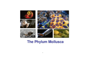 Classes of Molluscs - Solon City Schools