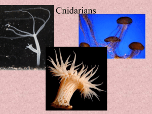 Cnidarians etc