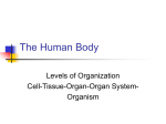 The Human Body