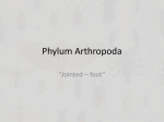 Phylum Arthropoda