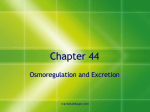 Chapter 44 Presentation-Osmoregulation and Excretion
