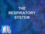 2.External Respiration