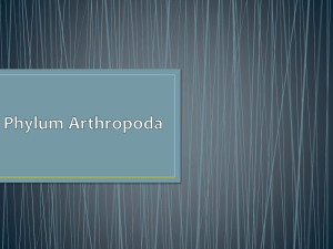 Phylum Arthropoda