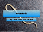 Nematoda