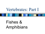 Fishes and Amphibians