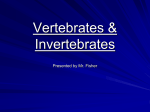 Vertebrates & Invertebrates - Mr. Fisher`s 5th Grade Class