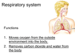 Respiratory system