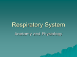 Respiratory System