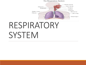 Respiratory System