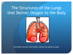 The Structures of the Lungs that Deliver Oxygen to the