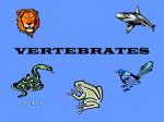 vertebrates - Cloudfront.net