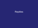 Evolution of Reptiles