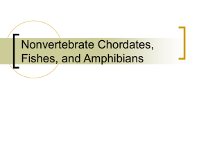 Nonvertebrate Chordates, Fishes, and Amphibians