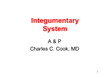 Integumentary System