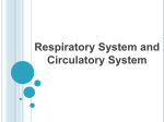 respiratory and circulation notes